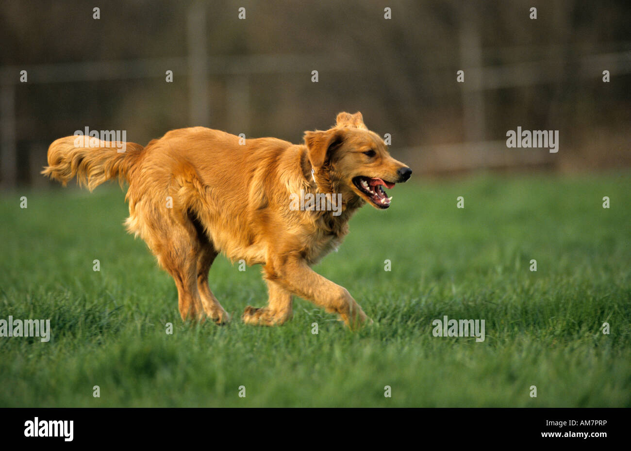 Golden Retriever running in grassland Stock Photo - Alamy