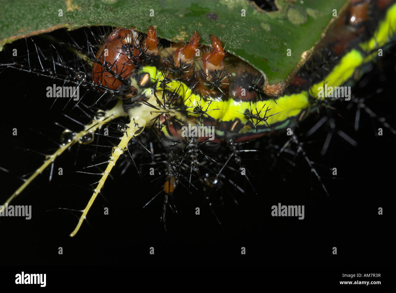 Moth Caterpillar Saturniidae species Manu Peru Stock Photo - Alamy