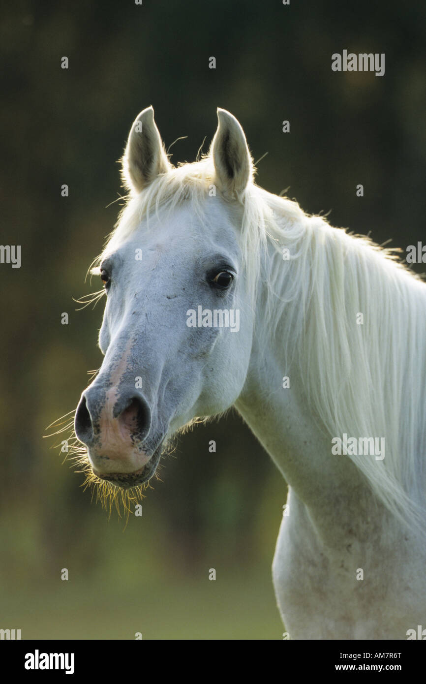 Arabian Horse (Equus caballus), portrait of gelding Stock Photo