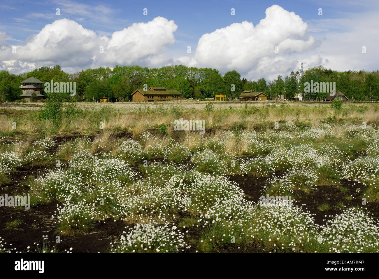 Spring Colours At The Goldenstedter Moor Np North Germany Stock