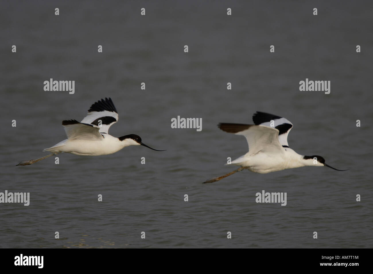 Avocet (Recurvirostra avosetta ) Stock Photo