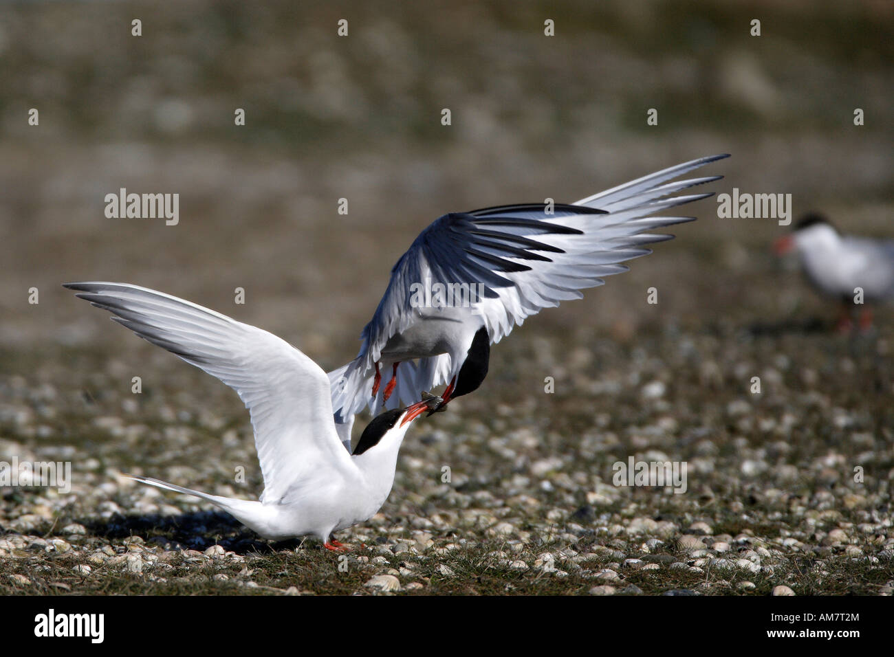 Common Tern ( Sterna hirundo ) Stock Photo