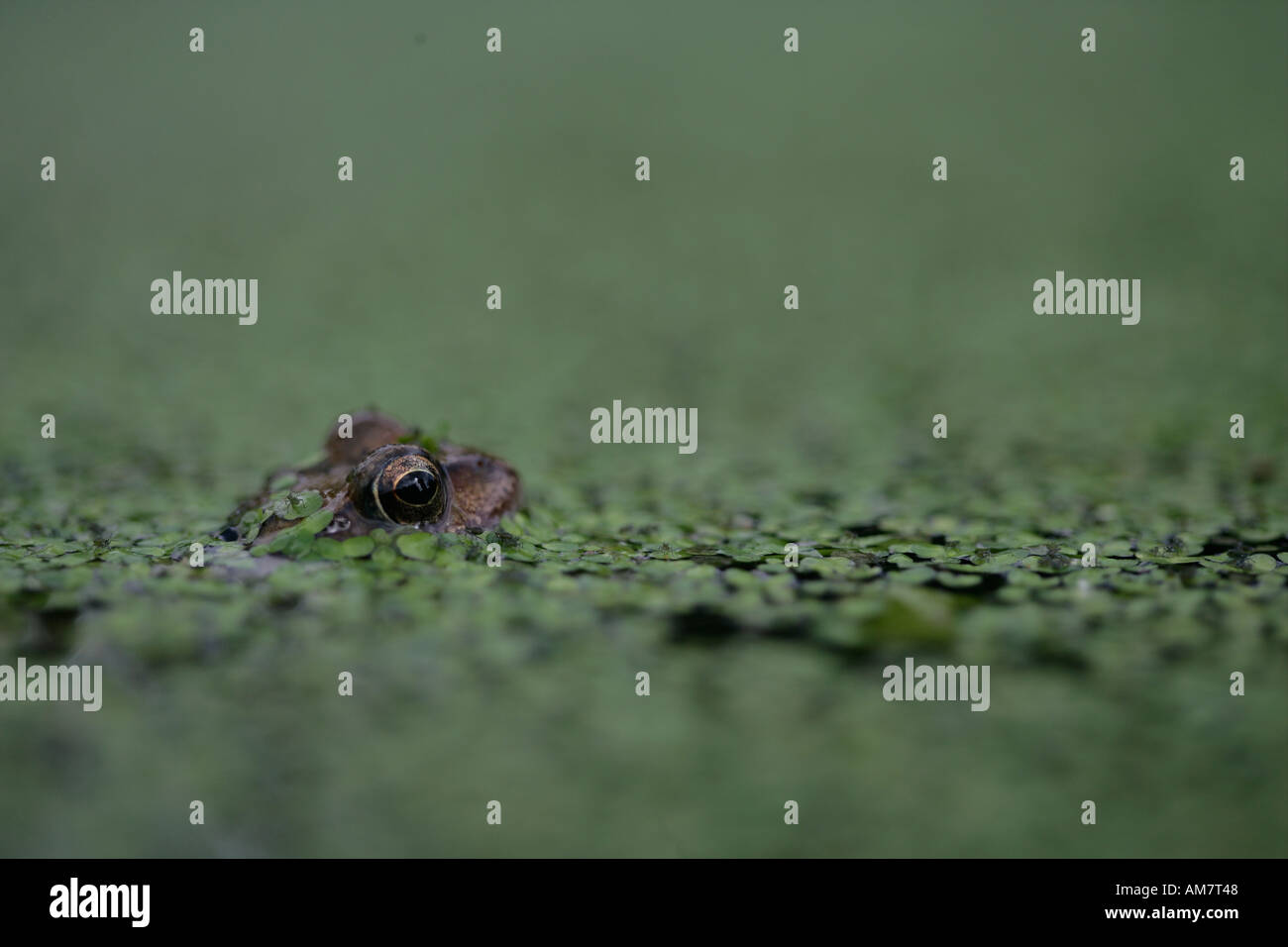 COMMON FROG Rana temporaria Stock Photo Alamy