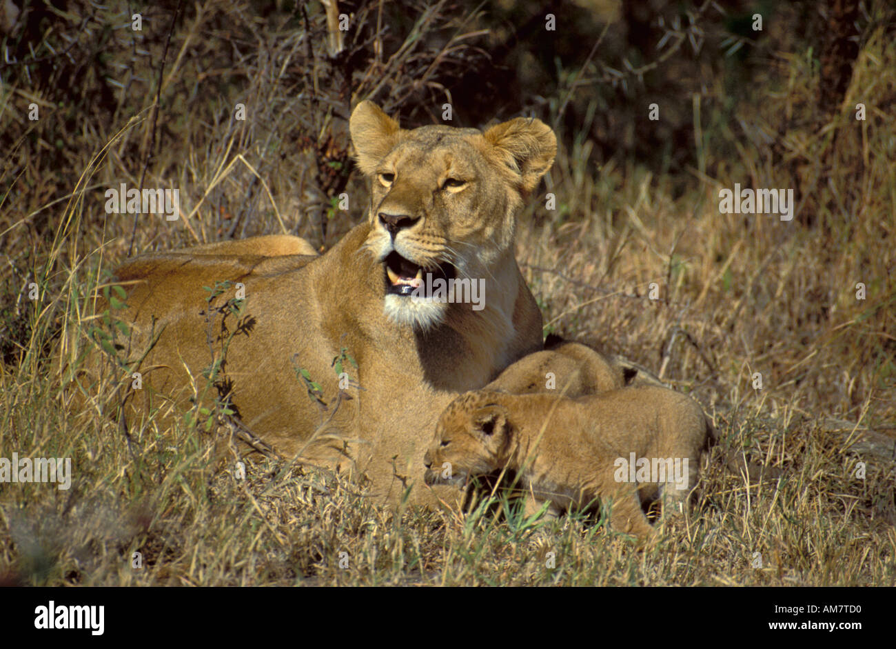 Lion Panthera leo Lioness with two cubs Stock Photo - Alamy