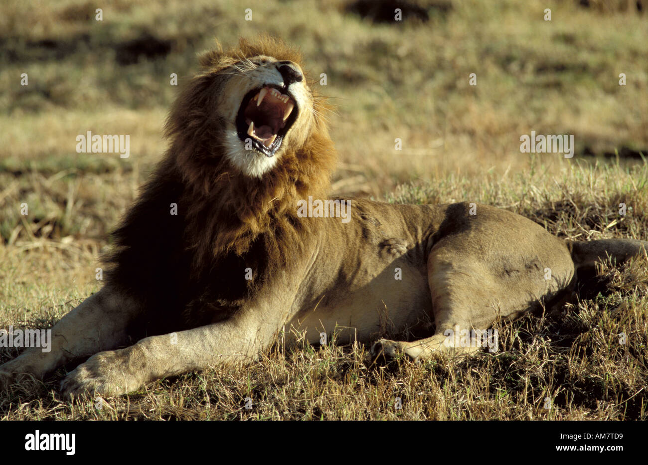 Male Lion Roaring Panthera Leo Masai Mara Kenya Stock Photo - Alamy
