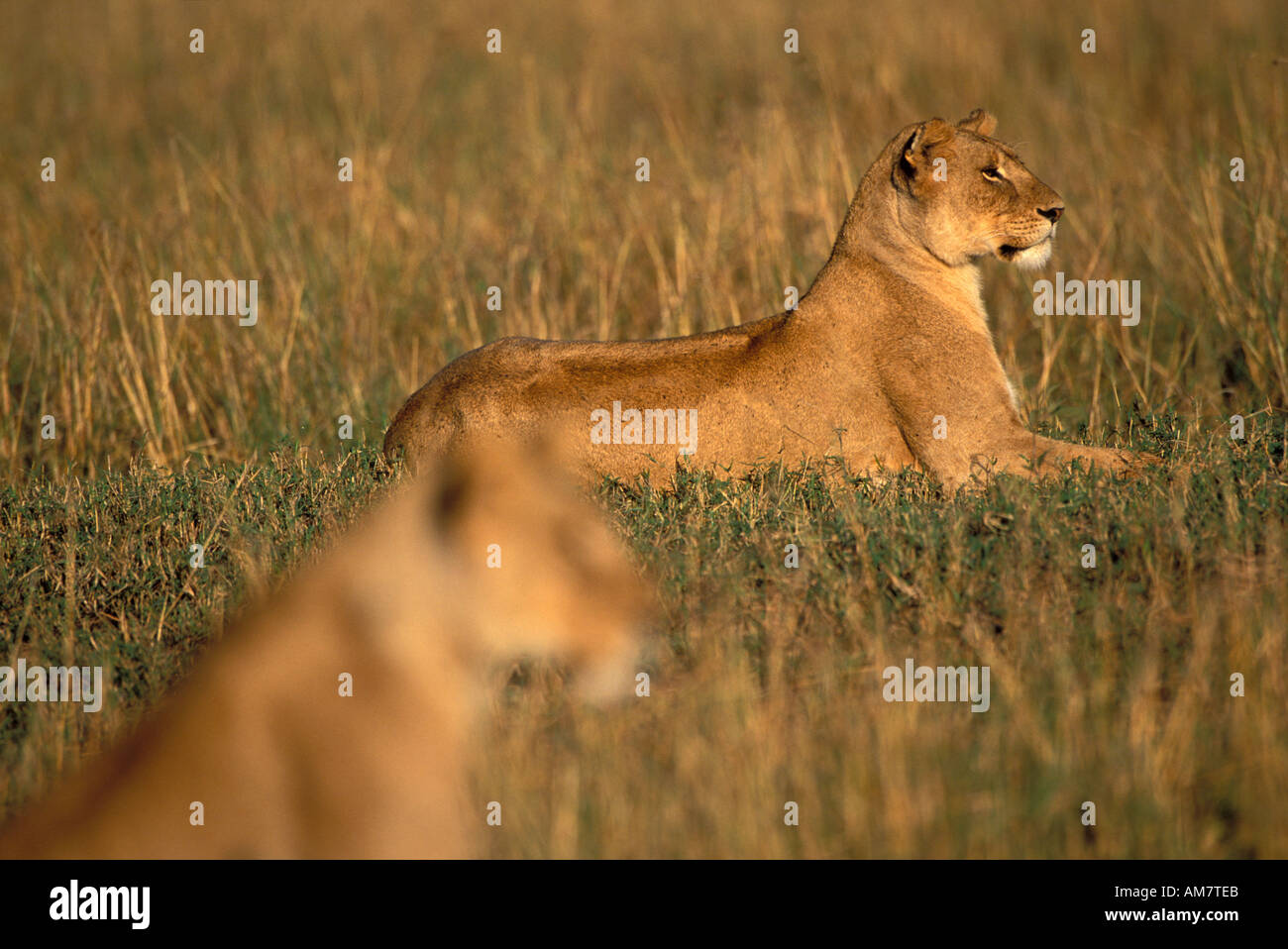 Lions Female Panthera Leo watching prey Masai Mara Kenya Stock Photo ...