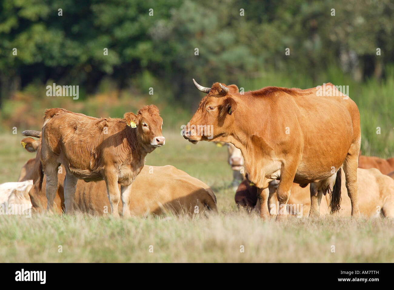 Glan Cattle Wahner Heide Roesrath North Rhine Westphalia Germany Glan Cattle Wahner Heide Roesrath North Rhine Westphalia Germany AM7TTH
