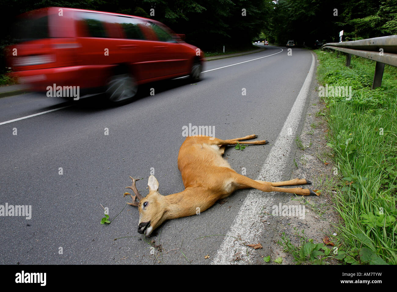 Deer accident, Kuerten, North RhineWestphalia, Germany Stock Photo Alamy