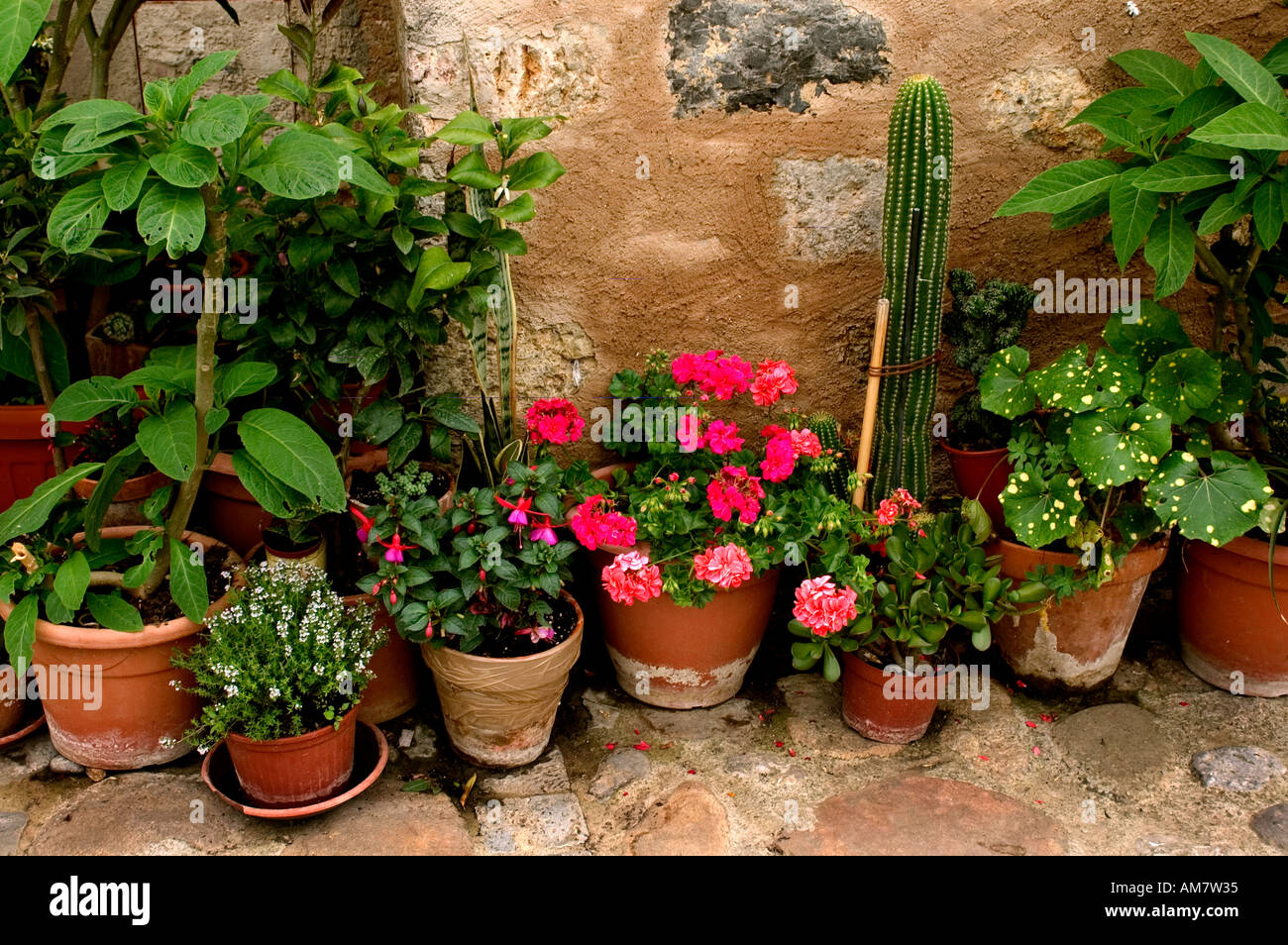 Tuscany Italy Mediterranean flowers Italian Stock Photo