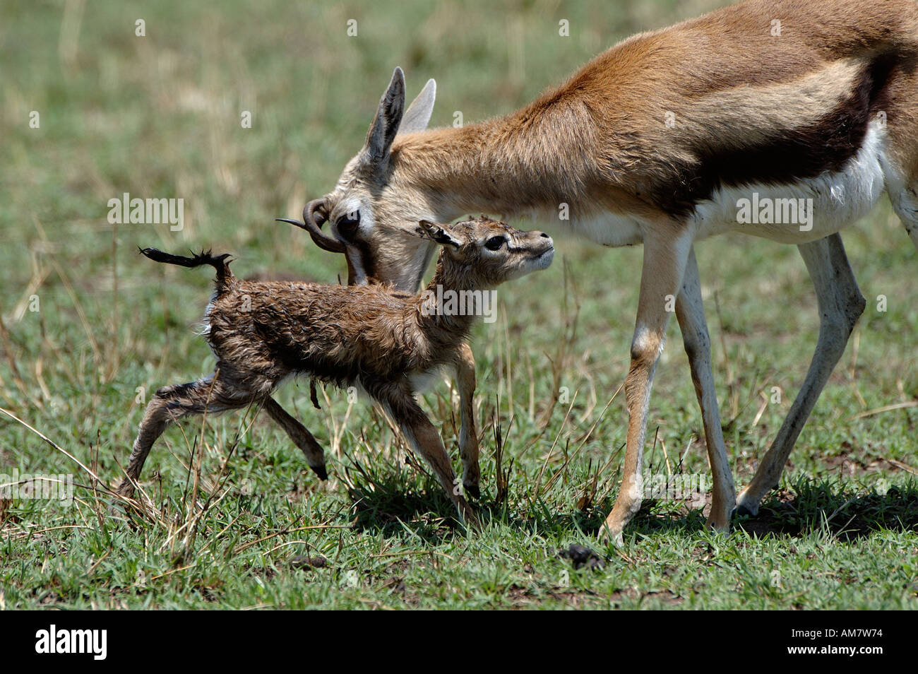 Gazelle birth hi-res stock photography and images - Alamy