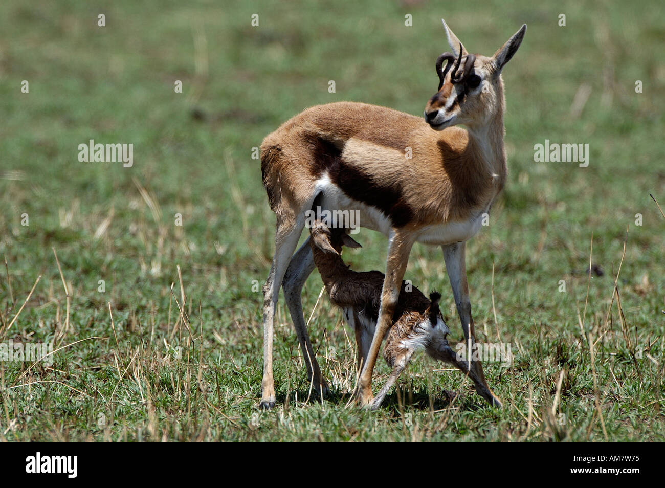 Thomson Gazelle newborn Gazella thomsoni birth Masai Mara Kenya with ...