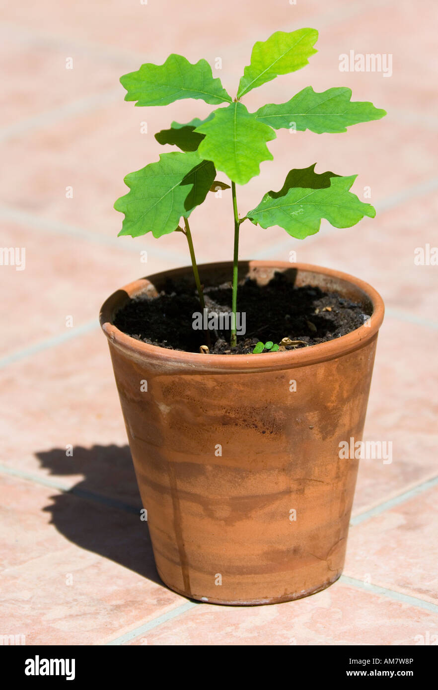 An little oak in a flower pot Stock Photo