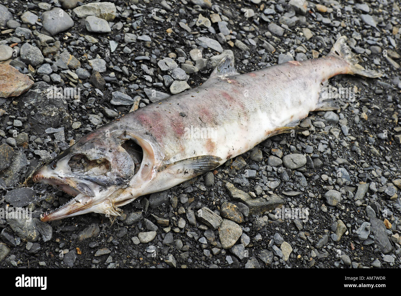 Pacific salmon, died after spawning, Alaska, USA Stock Photo