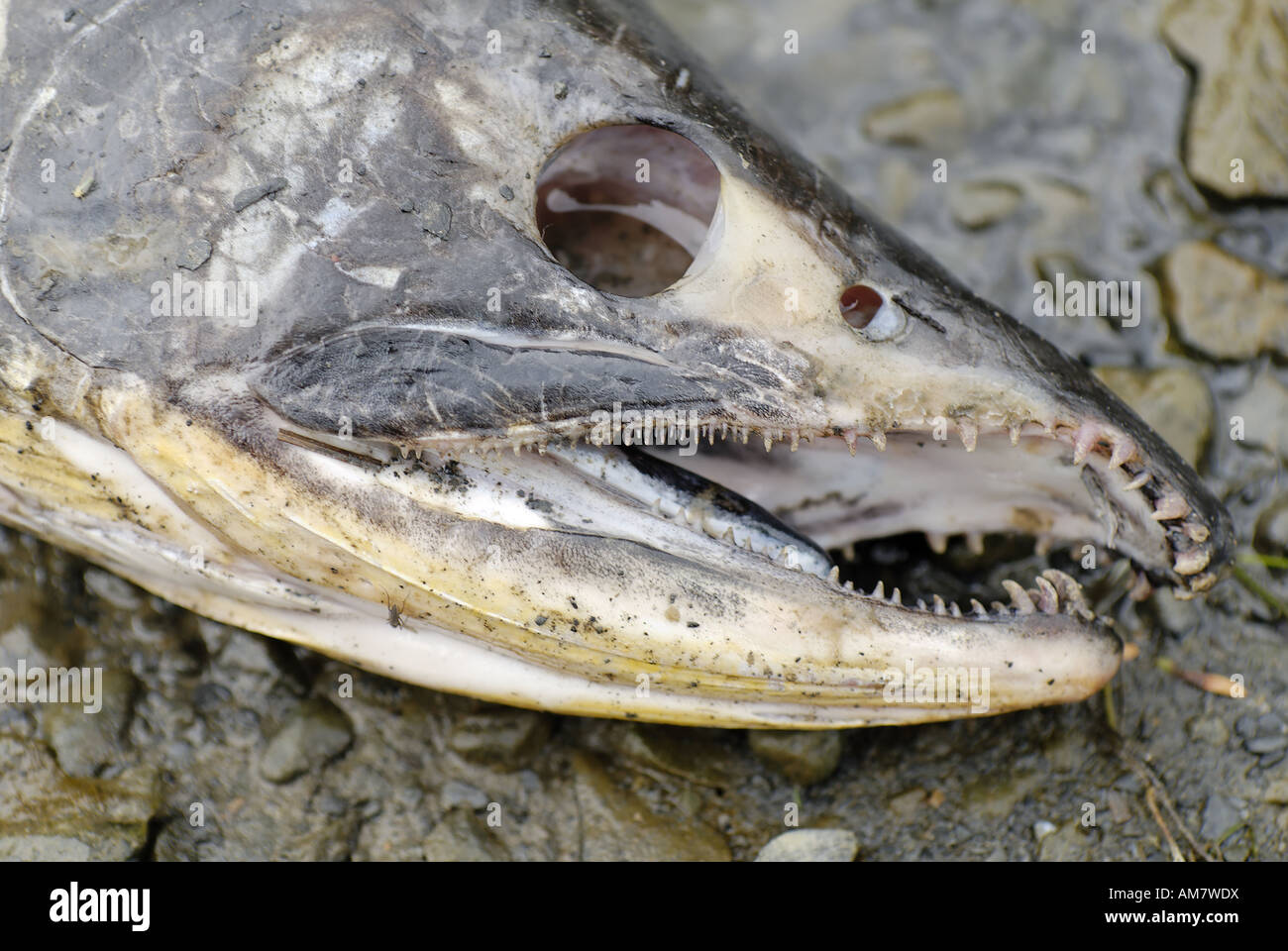 Pacific salmon, died after spawning, Alaska, USA Stock Photo