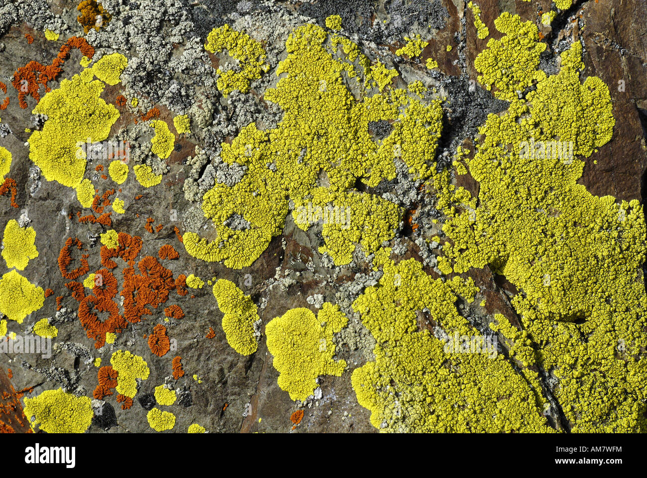 Colourful lichens on a rock, Yukon, Canada Stock Photo