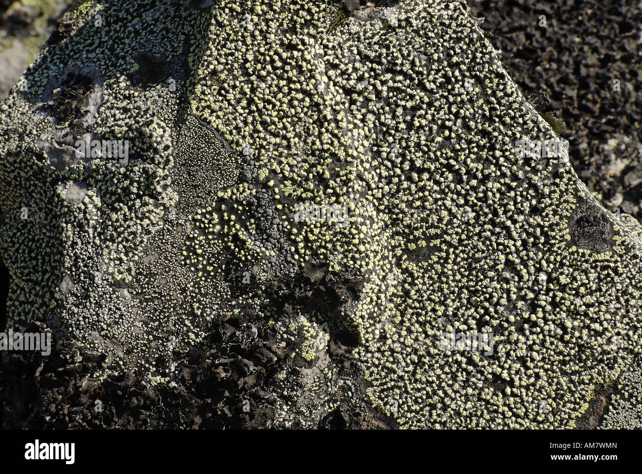 Colourful lichens on a rock, Yukon, Canada Stock Photo