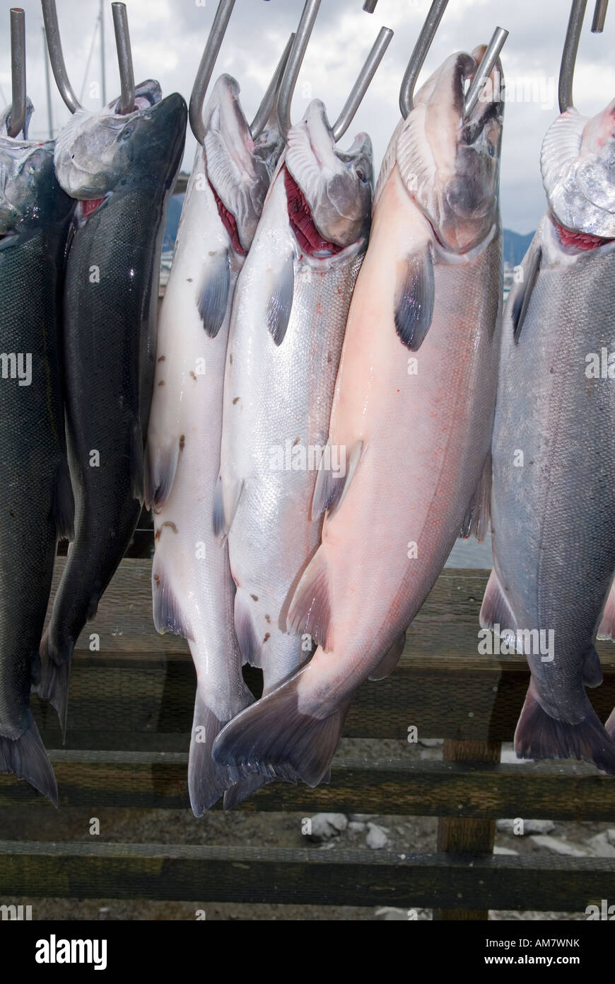 Pacific salmon, freshly caught, Seward, Alaska, USA Stock Photo