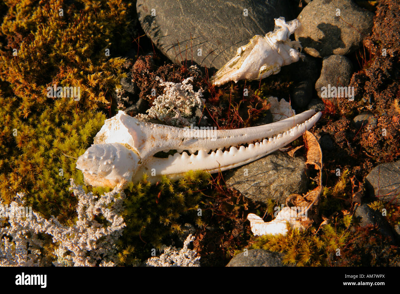 Remains of a crab, chelae, claws, lichen, Prince William Sound, Alaska, USA Stock Photo