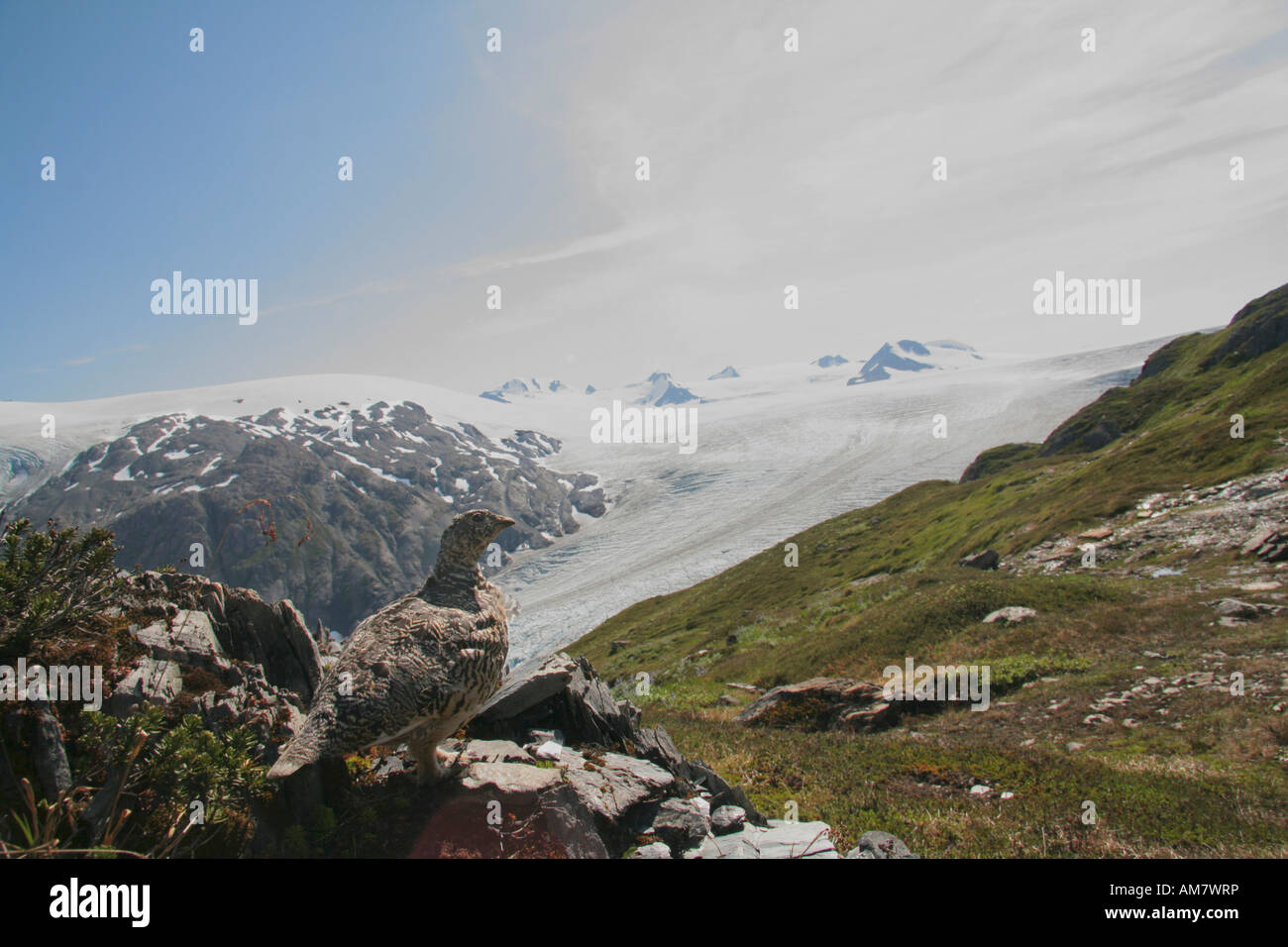 Female Ptarmigan, in summer plumage, Lagopus mutus, Harding Icefild ...