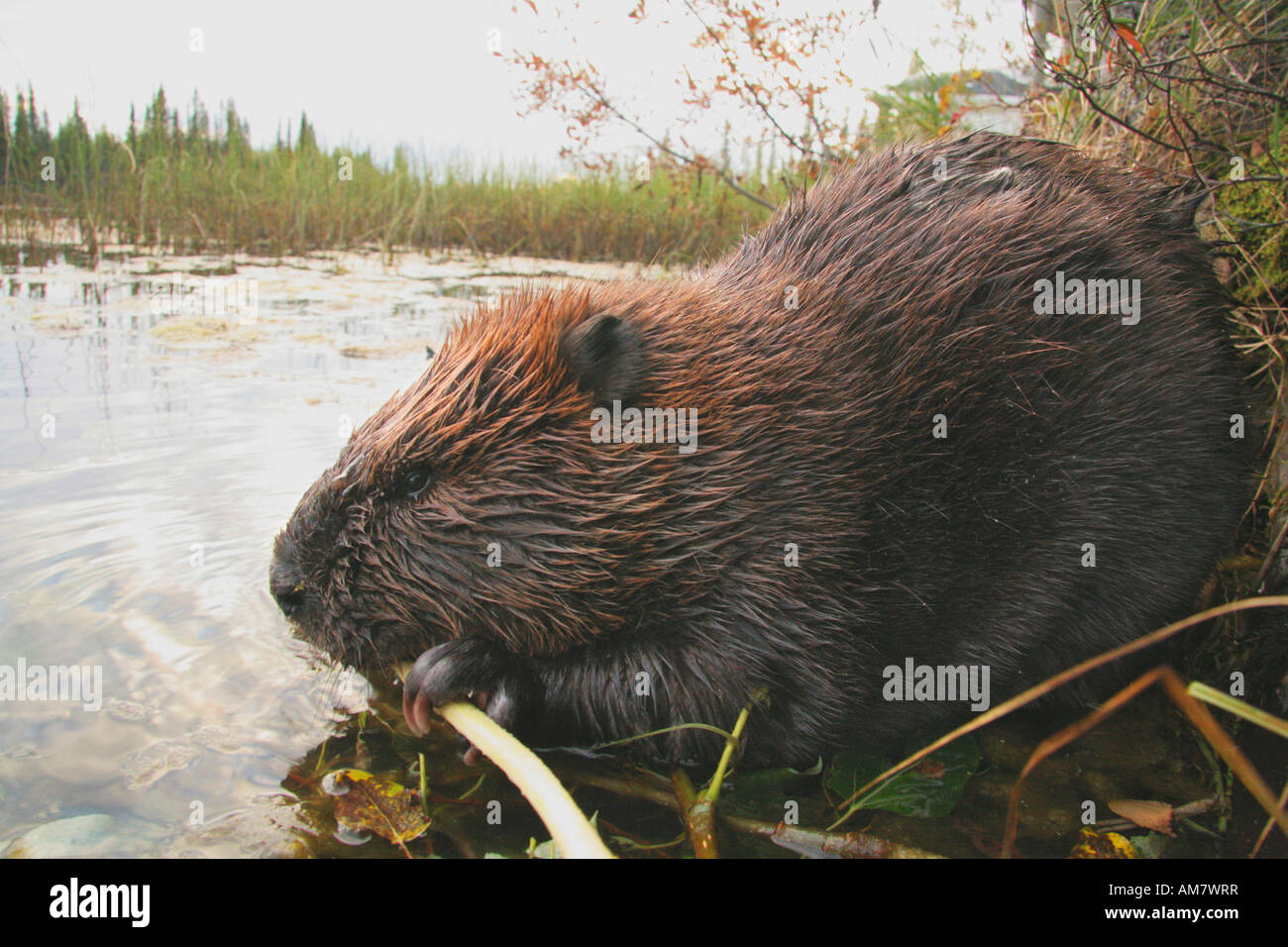 Amercan beaver, Castor canadensis, feeds on wood, Alaska, USA Stock Photo
