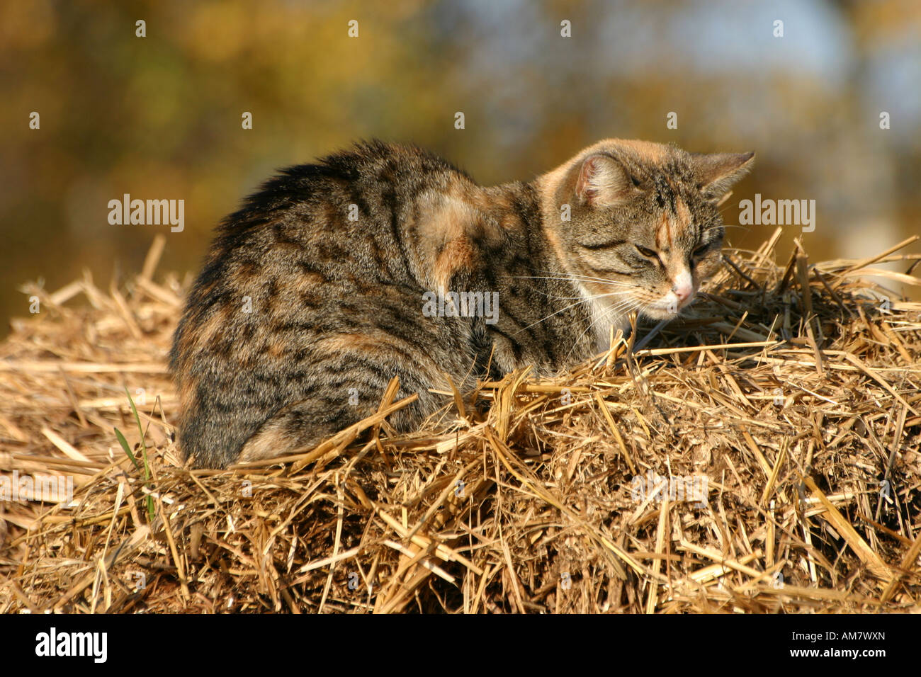 Cat in the hay (Felis catus) Stock Photo