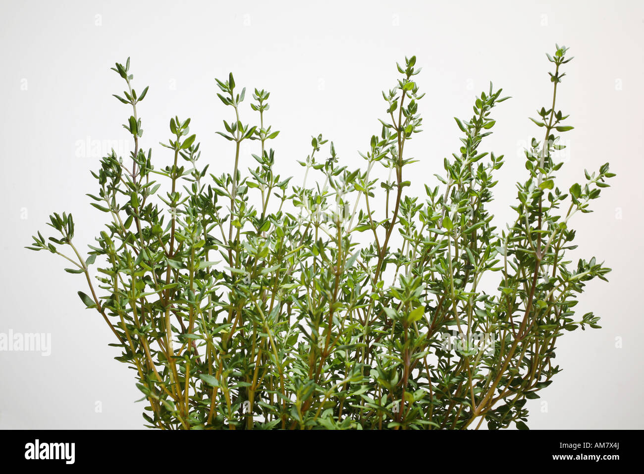 Fresh kitchen herbs, thyme (Thymus) Stock Photo
