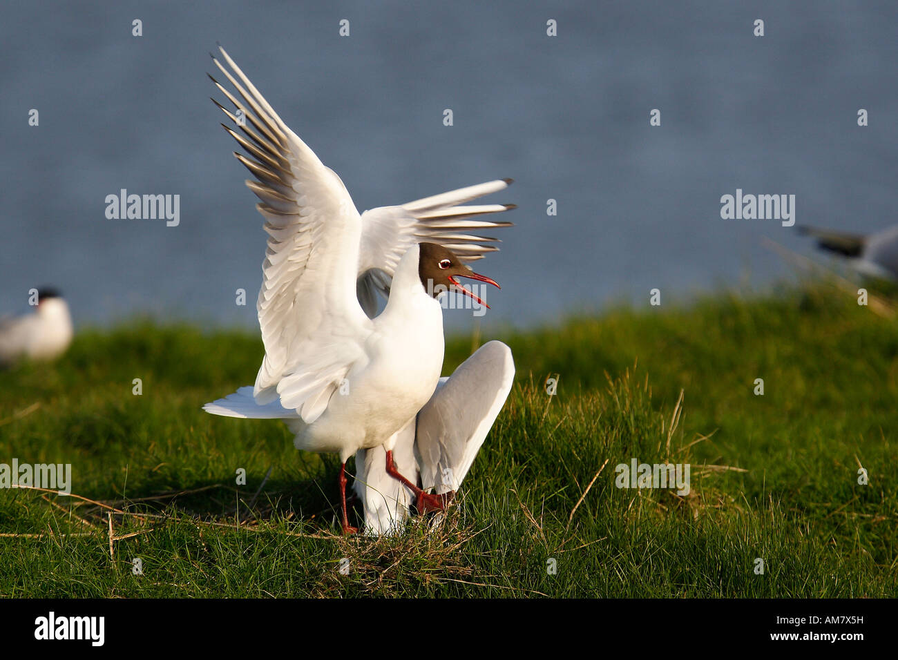 Black-headed gulls (Larus ridibundus) in midair Stock Photo - Alamy