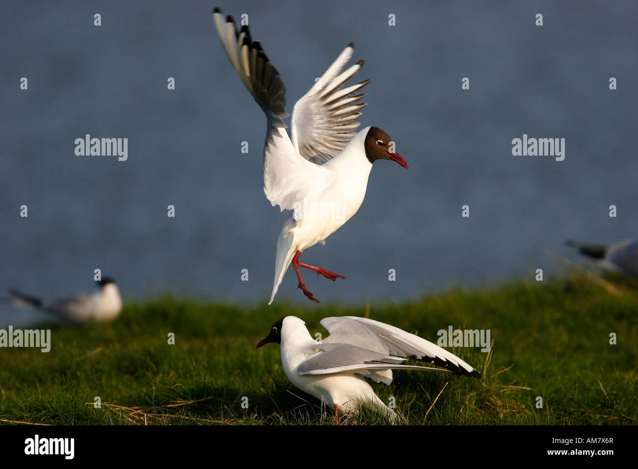 Black-headed gulls (Larus ridibundus) in midair Stock Photo - Alamy