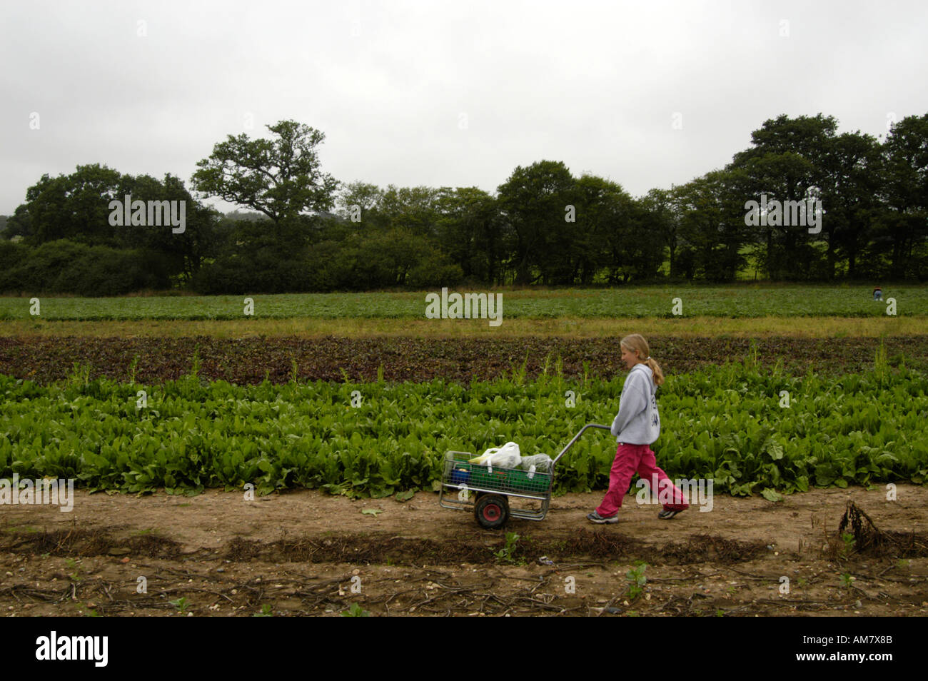 Girl wheeling picked fruit and vegetables at Parkside Pick Your Own