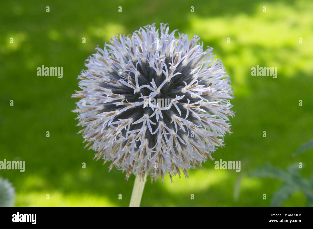 Blooming blue thistle Stock Photo