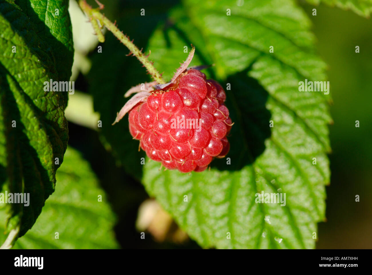 Raspberries Rubus idaeus Stock Photo