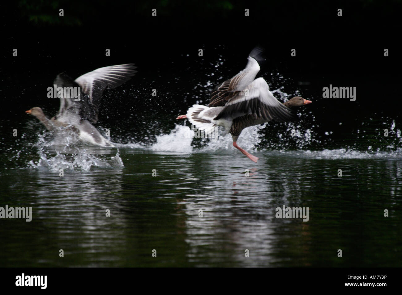 Turmoil, Greylag Geese (Anser anser) Stock Photo