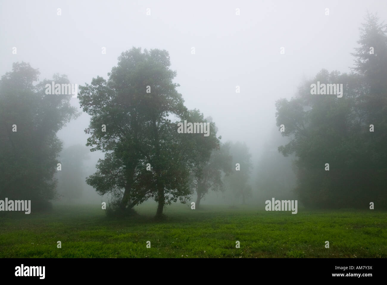 Tree trees field fog hi-res stock photography and images - Alamy