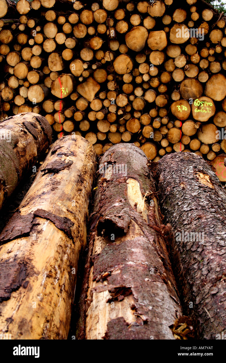 Piled up trunks of firs Stock Photo