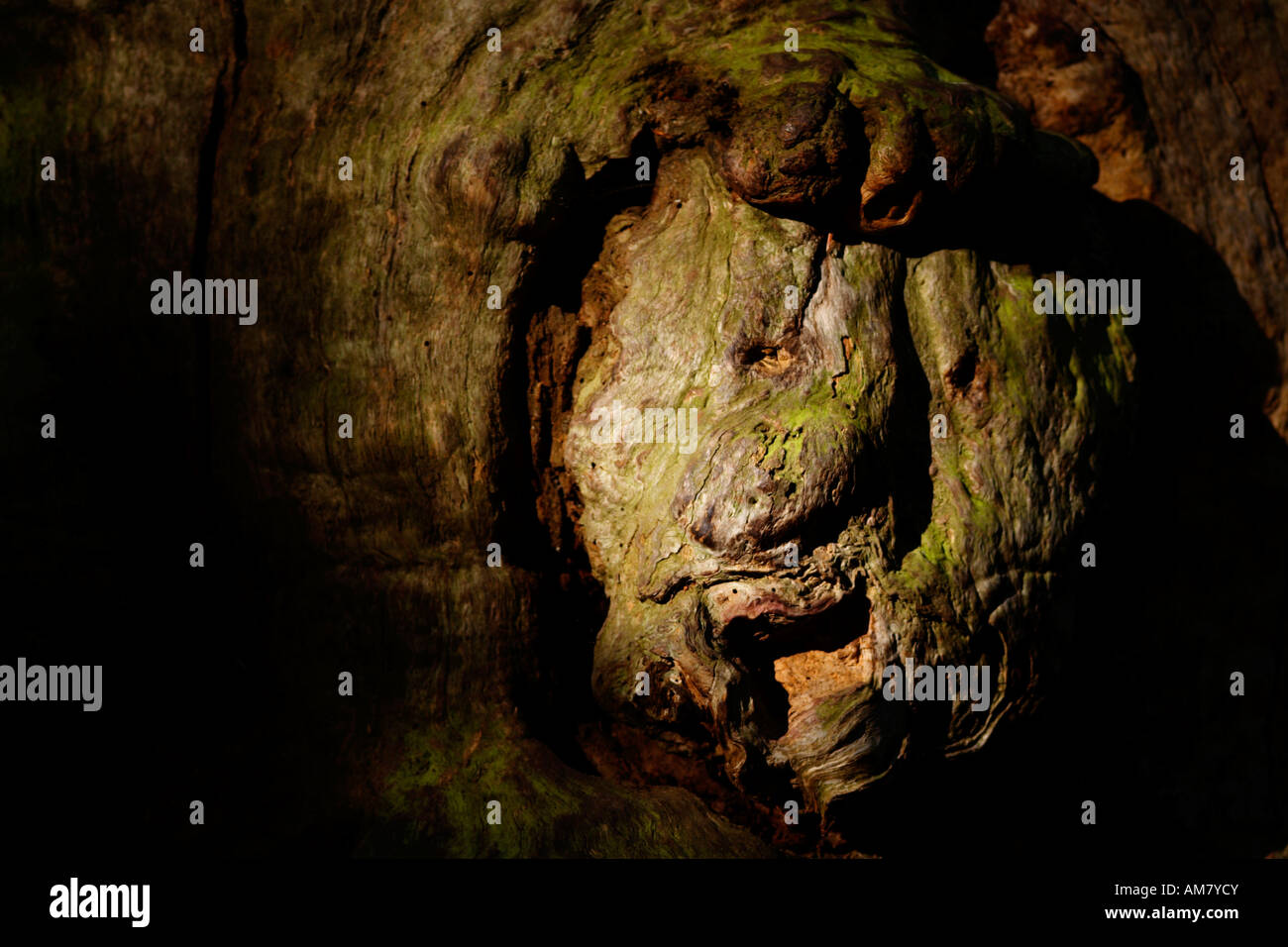 Face-structure on a trunk, jungle Sababurg, Hesse, Germany Stock Photo