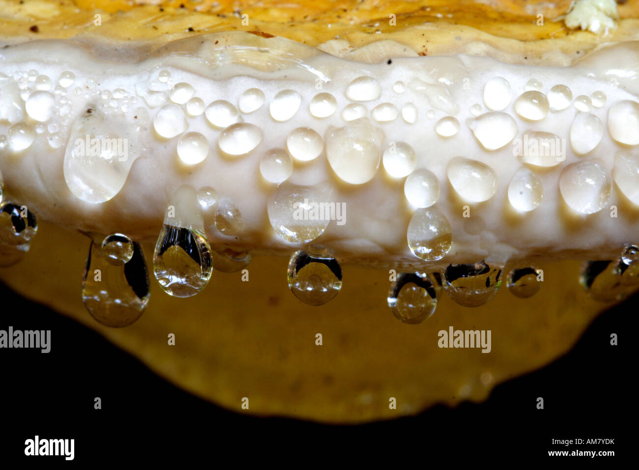 Dew drops at a fungus Stock Photo