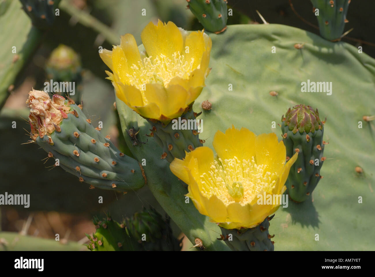 Two yellow flowers at an India fig cactus (Opuntia ficus-indica), Gran Chaco, Paraguay Stock Photo