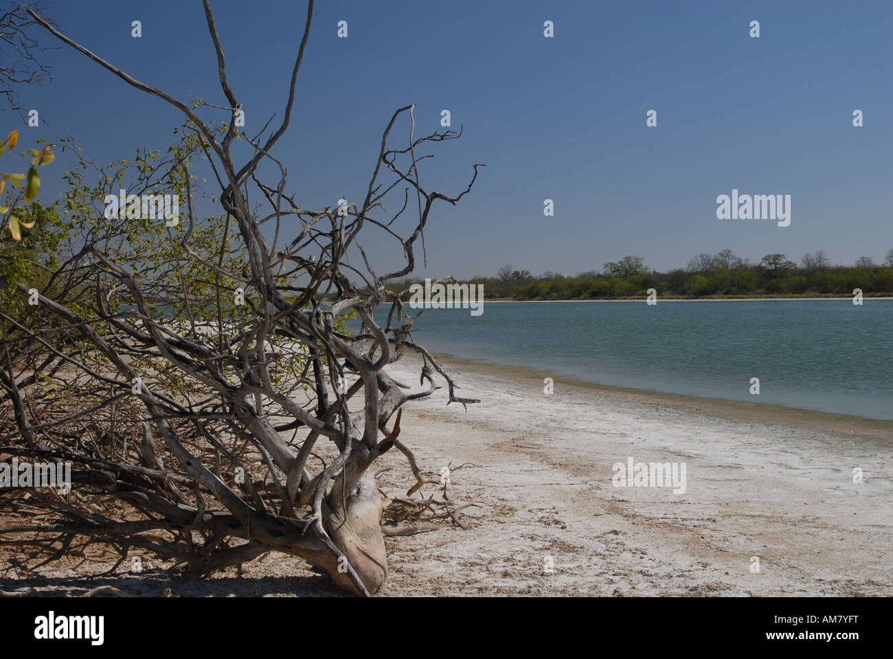 Dead tree at the white bank of a salt lake, Gran Chaco, Paraguay Stock Photo