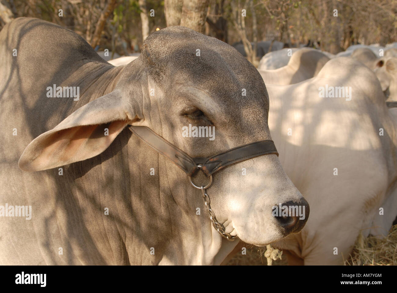 Portrait of a breeding bull of the hornless zebu like Brahman race, Gran Chaco, Paraguay Stock Photo
