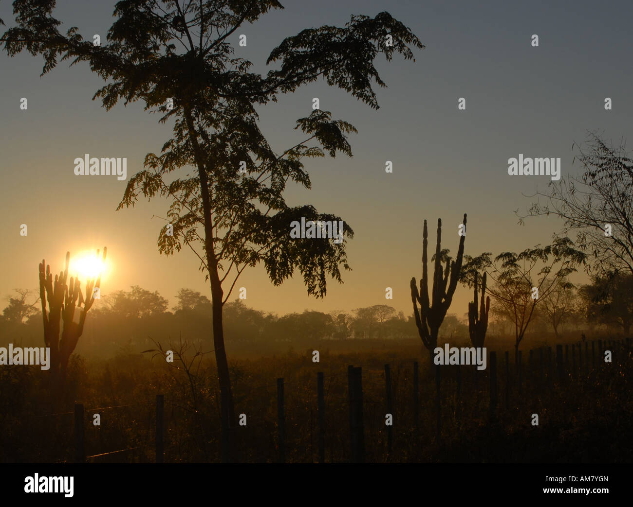 Sunrise behind cactus trees, Paraguay Stock Photo