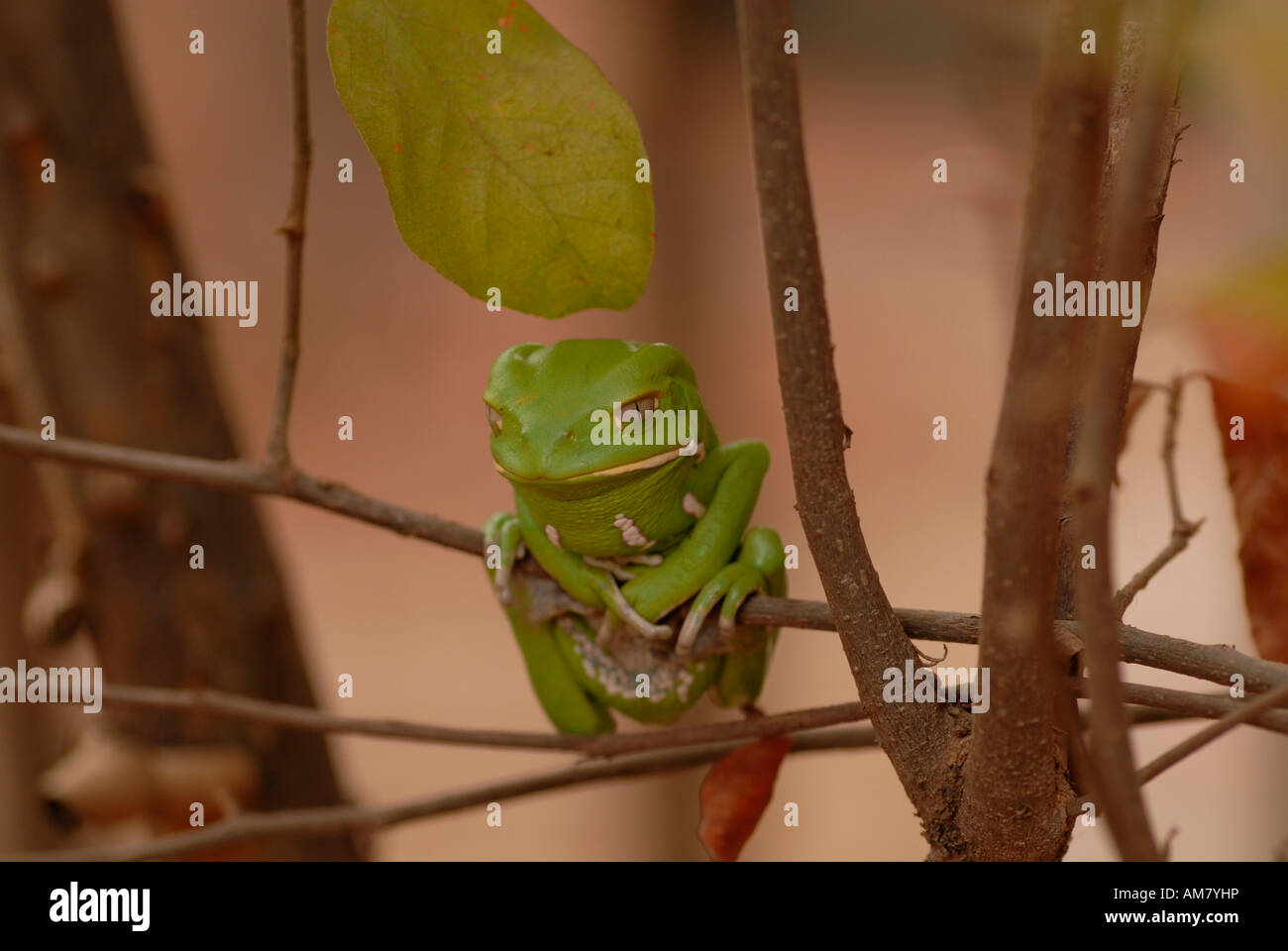 Sleeping Waxy monkey tree frog at small branches, Gran Chaco, Paraguay Stock Photo