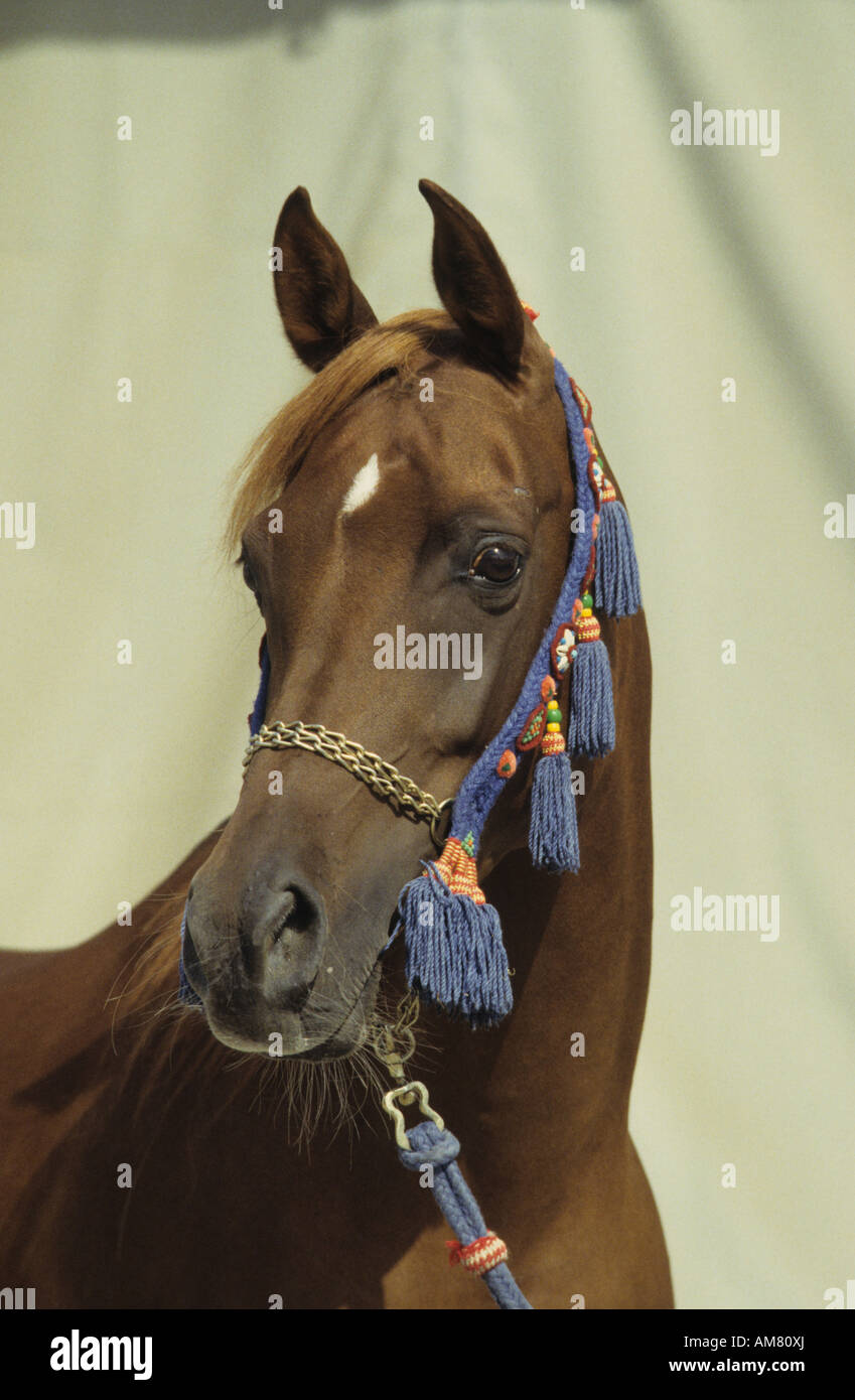 Arabian Horse (Equus caballus), portrait Stock Photo