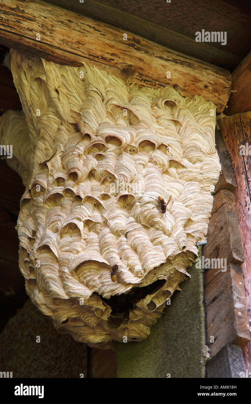Hornet's nest Stock Photo