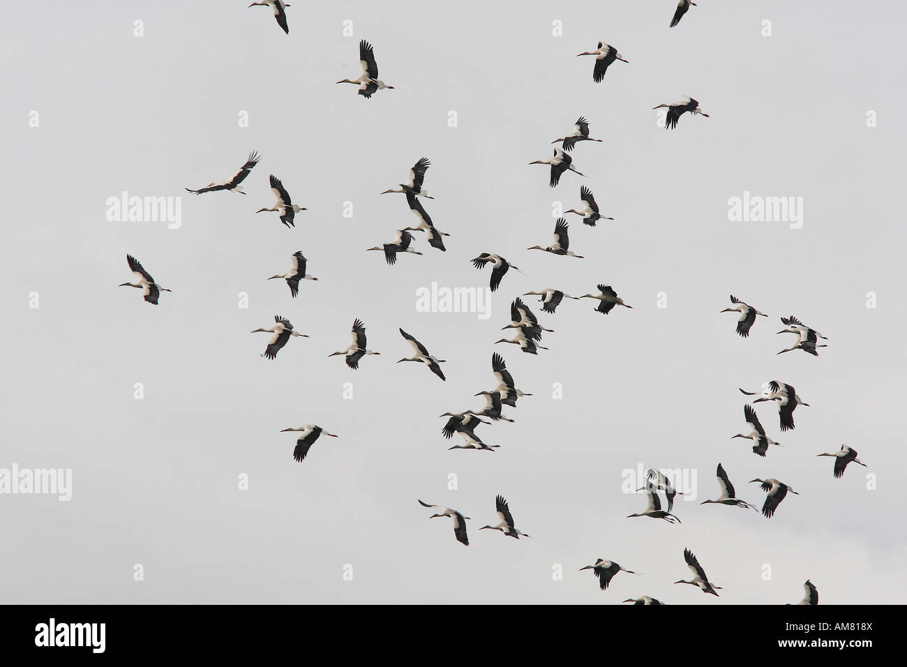 Flying storks (Ciconia ciconia) Stock Photo