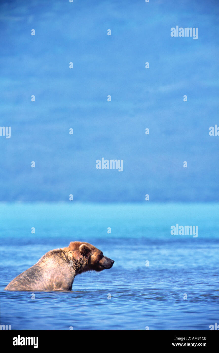 Grizzly bear in Naknek Lake Katmai Alaska Stock Photo Alamy