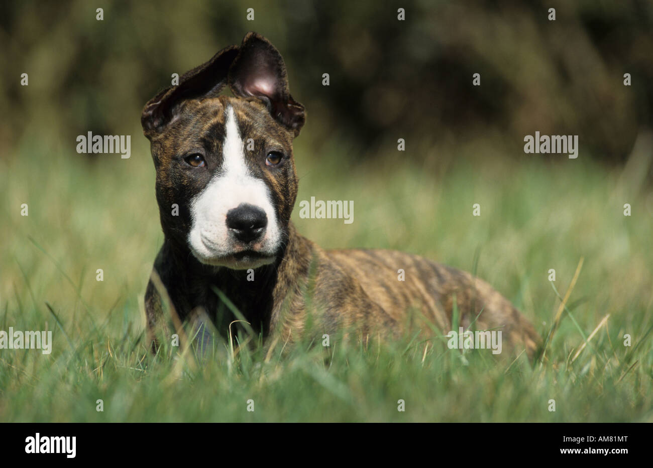 Bull Terrier (Canis lupus familiaris), puppy lying in grass Stock Photo