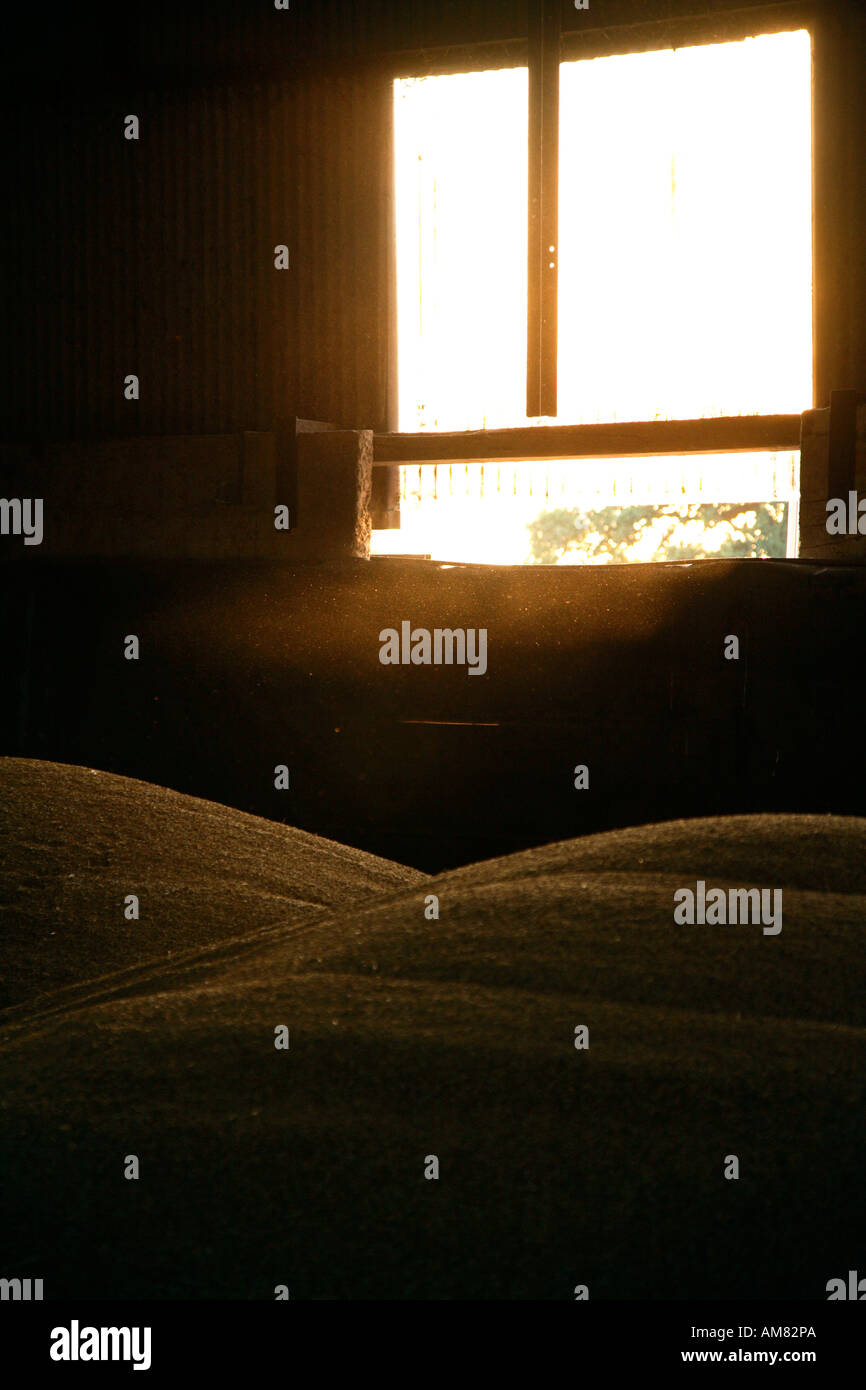 Barley grain in barn with sunlight streaming through window Stock Photo
