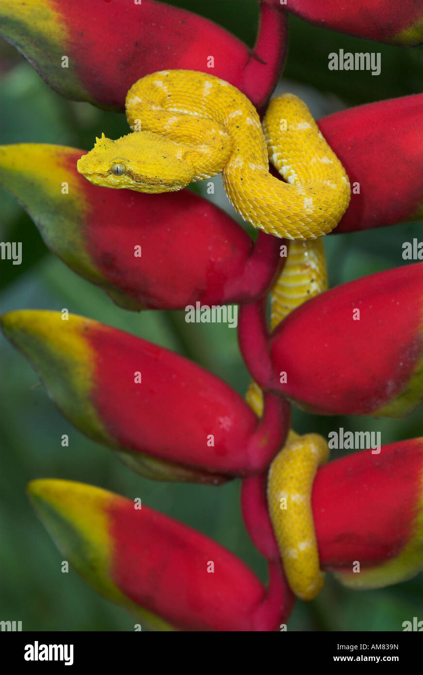 Eyelash Viper Snake Bothriechis schlegelii Costa Rica Stock Photo