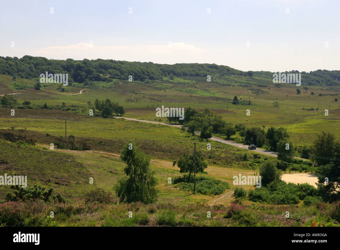 New forest hants hi-res stock photography and images - Alamy
