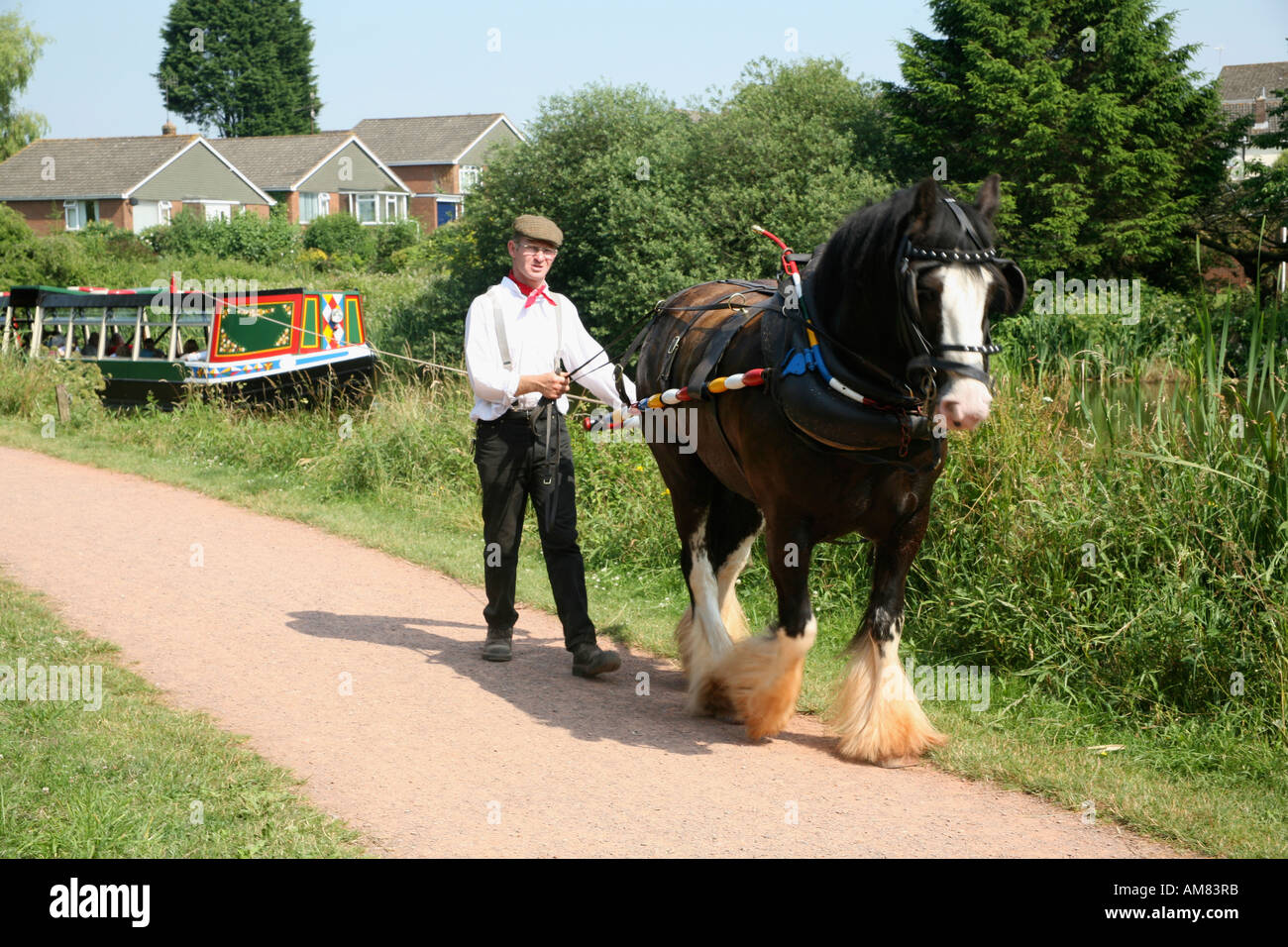 Shire horse pulling barge on the Grand Western Canal, Tiverton Devon, England Stock Photo Alamy